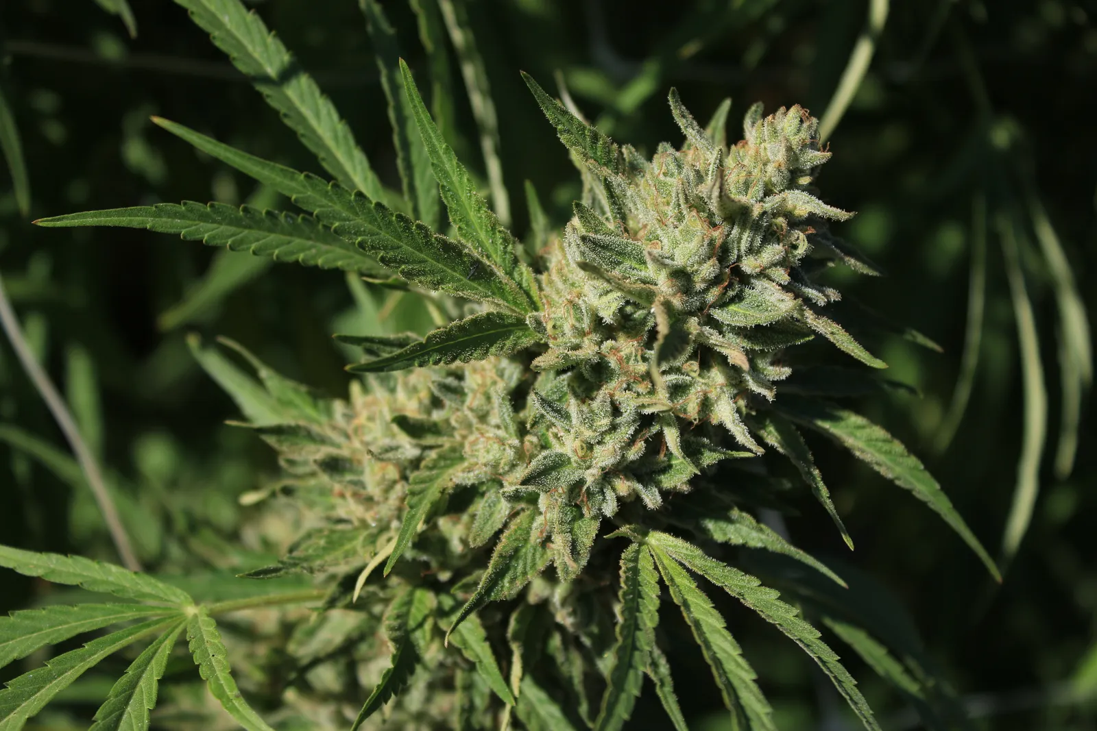 Mendo Dope Sun Grown Cannabis